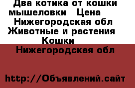 Два котика от кошки мышеловки › Цена ­ 5 - Нижегородская обл. Животные и растения » Кошки   . Нижегородская обл.